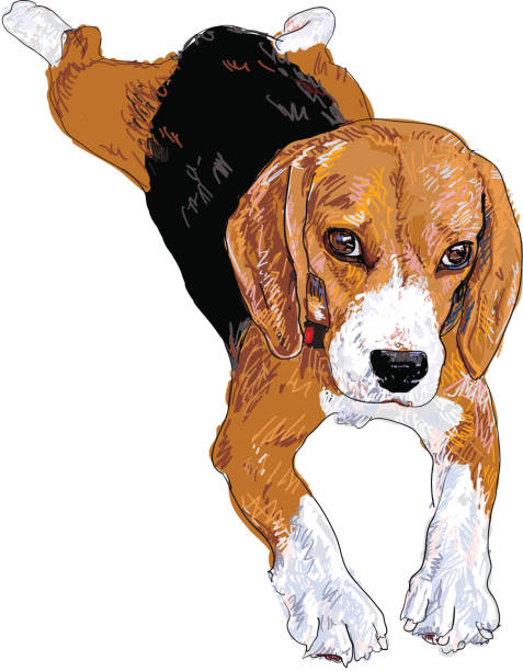 ilustrações, clipart, desenhos animados e ícones de beagle de descanso - tracing red pets dog