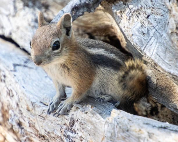 istock Chipmunk in Bryce Canyon National Park 1644816104