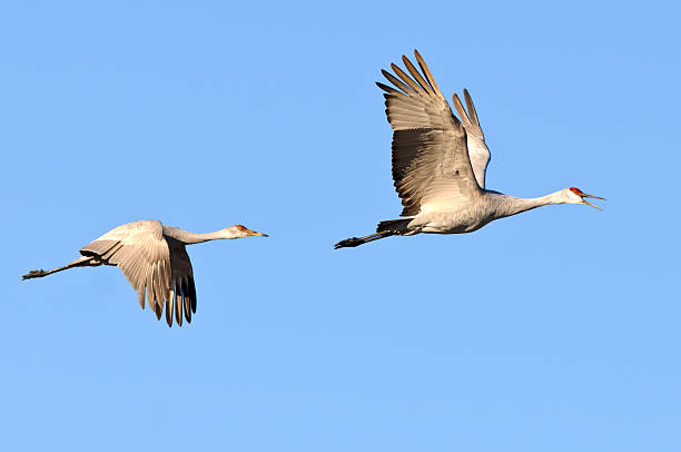 Sandhill Cranes (Grus Canadensis) in Flight A Pair of Sandhill Cranes in Flight. eurasian crane stock pictures, royalty-free photos & images