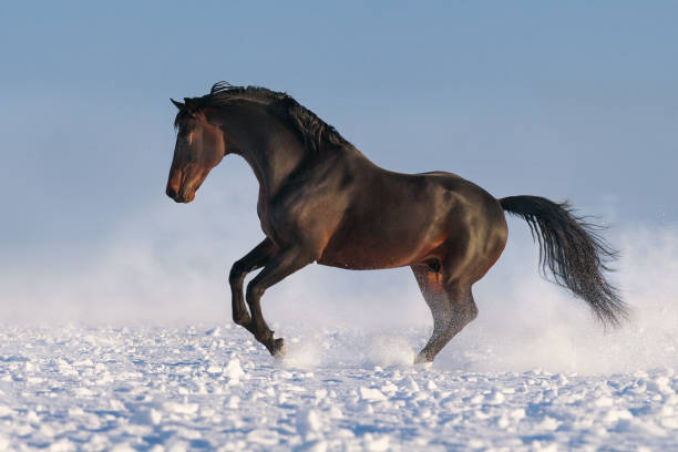istock Horse run in snow 1644822116