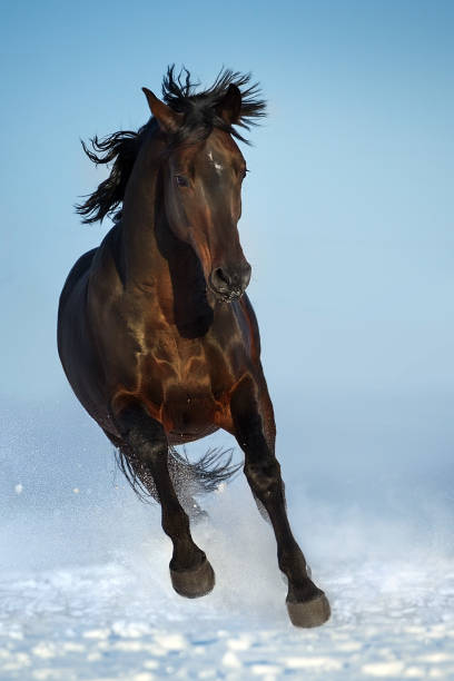 istock Horse run in snow 1644822117