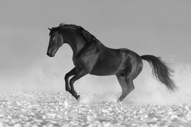Horse run in snow