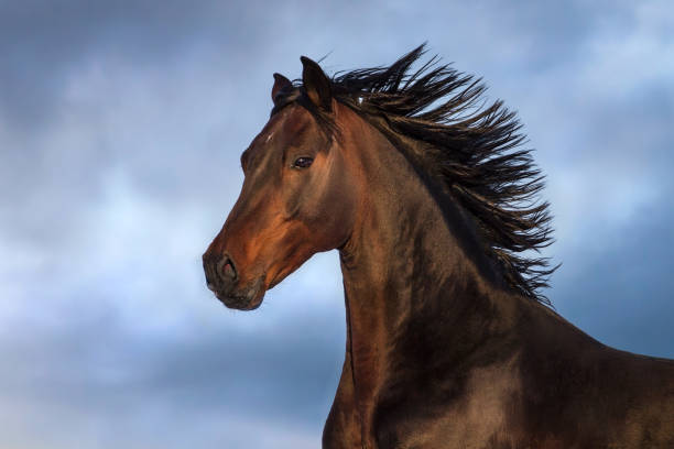istock Horse close up portrain 1644822636