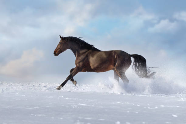istock Horse run in snow 1644822651