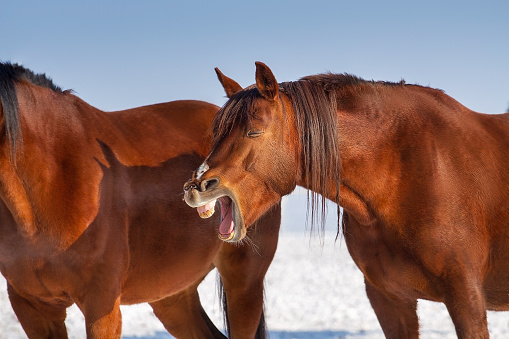 Red horse yawns in snow winter day in herd