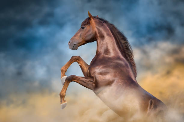 Free picture: Brown Andalusian stallion horse free style graphic