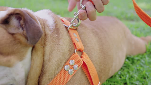 Close up shot of a person clipping on a leash to a harness of a English bulldog that's lying down  on the grass and then pull the dog up