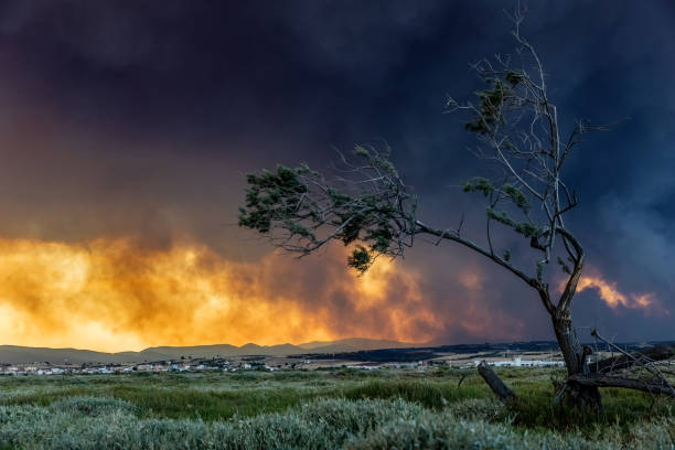 Breaking news and topics: Burnt woodland after a huge wildfire covering the peak of a mountain. Trees became black coal and soil turned into ash. Global climate warming and strong winds destroyed landscape. Disaster through bush fire. Deforestation background with copy space.