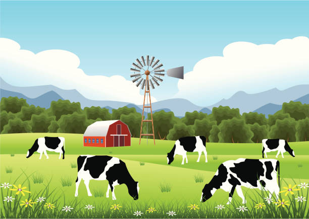 Idyllic Farm Scene Holstein Cattle and Old Windmill in a Field. cow stock illustrations