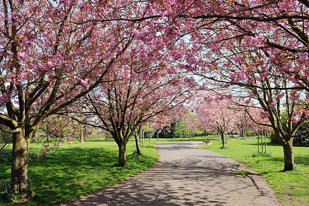 A bunch of large cherry blossom trees in a park stock photo