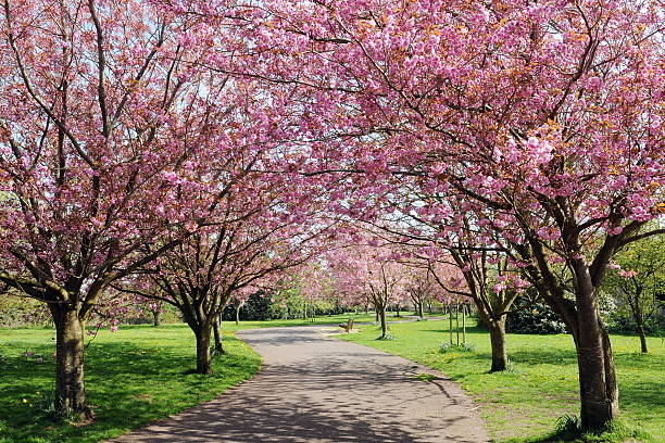 Cherry Blossom Cherry Blossom Pathway in a Country Park cherry tree photos stock pictures, royalty-free photos & images