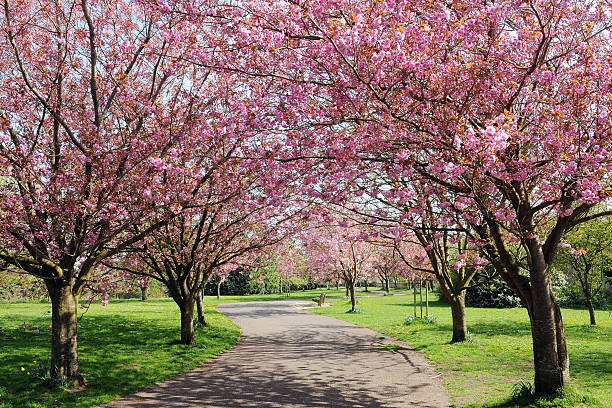 Cherry Blossom Cherry Blossom Pathway in a Country Park blossoming stock pictures, royalty-free photos & images