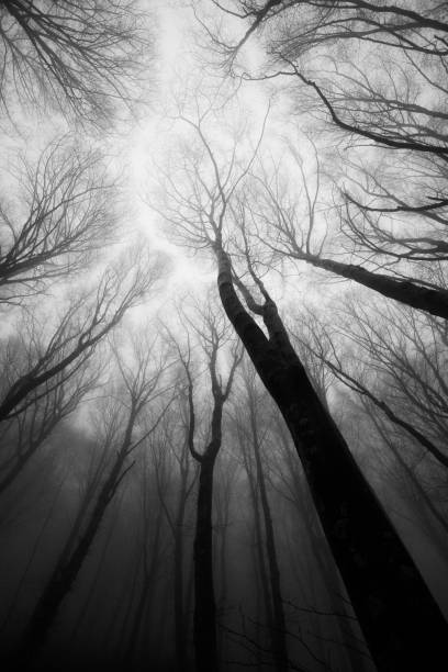 istock Trees in the middle of fog 1644857814