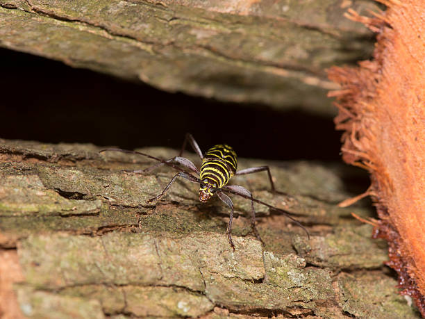 locust barrenador escarabajo - megacyllene robiniae fotografías e imágenes de stock