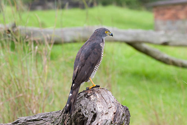 African Goshawk perched on stump in South Africa stock photo