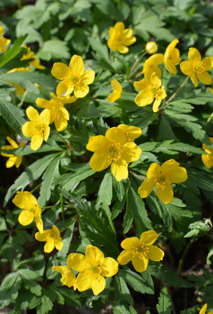 istock Spring in the forest blooms anemone yellow (Anemone ranunculoides). 1644861010