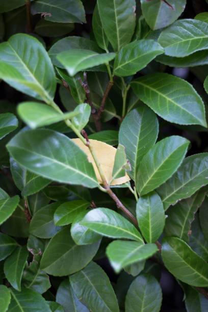istock Cherry laurel - Prunus laurocerasus 1644865992