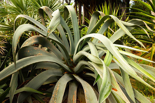 Agave Cacti in an underground garden with sunlight hitting the front plant.