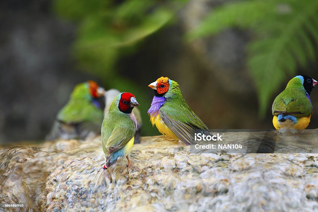 Los pájaros exóticos disfruta del agua - Foto de stock de Fringílidos libre de derechos