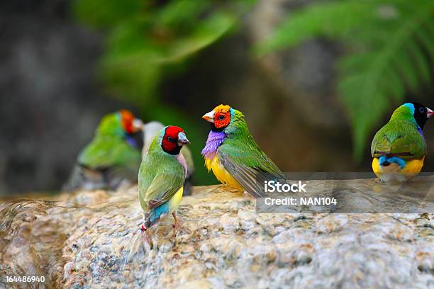 Los Pájaros Exóticos Disfruta Del Agua Foto de stock y más banco de imágenes de Fringílidos - Fringílidos, Australia, Diamante de Gould