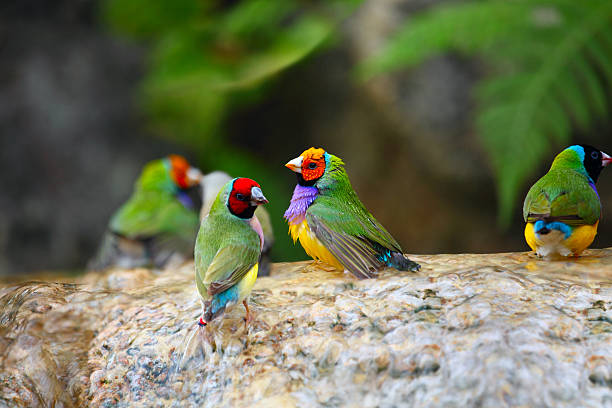 Gouldian Finch Colorful Birds Taking a Bath