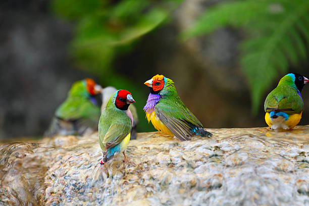 Exotic Birds Enjoying the Water Gouldian Finch Colorful Birds Taking a Bath gouldian finch stock pictures, royalty-free photos & images