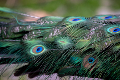 Detail of the colorful plumage of a peacock