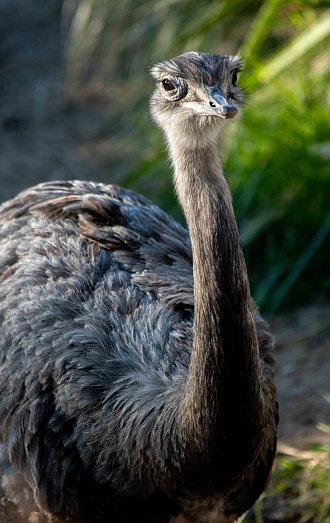 Portrait of an ostrich in the field