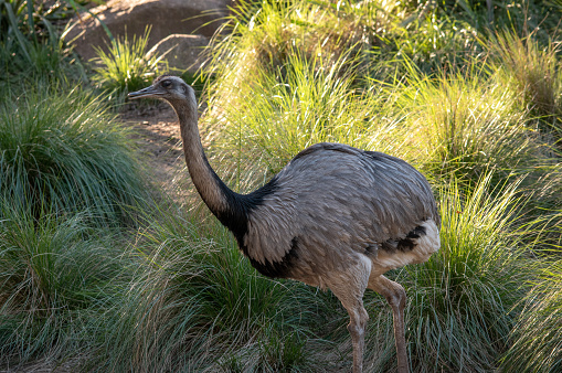 Portrait of an ostrich in the field