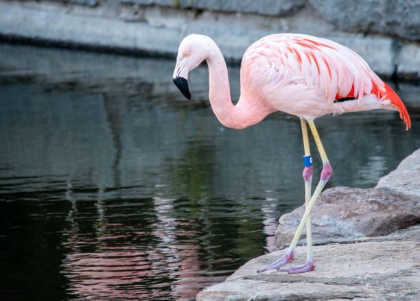 istock flamingos on the lake shore 1644875892