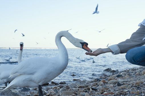 White swan takes bread from the hands of a man on the seashore
