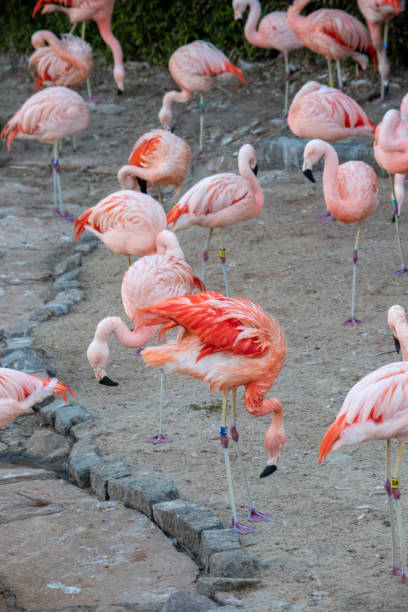 istock flamingos on the lake shore 1644877002