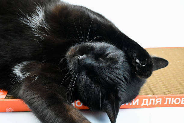 istock A big black cat licks its paws on a claw. He pulls the claw. 1644879836