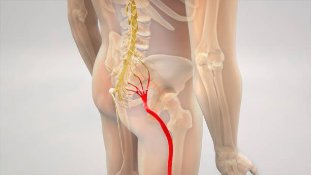 sciatique pinched nerve pain 3d render - spinal nerve photos et images de collection