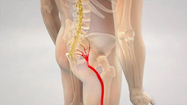 Photo of Sciatic Pinched Nerve Pain 3D Render
