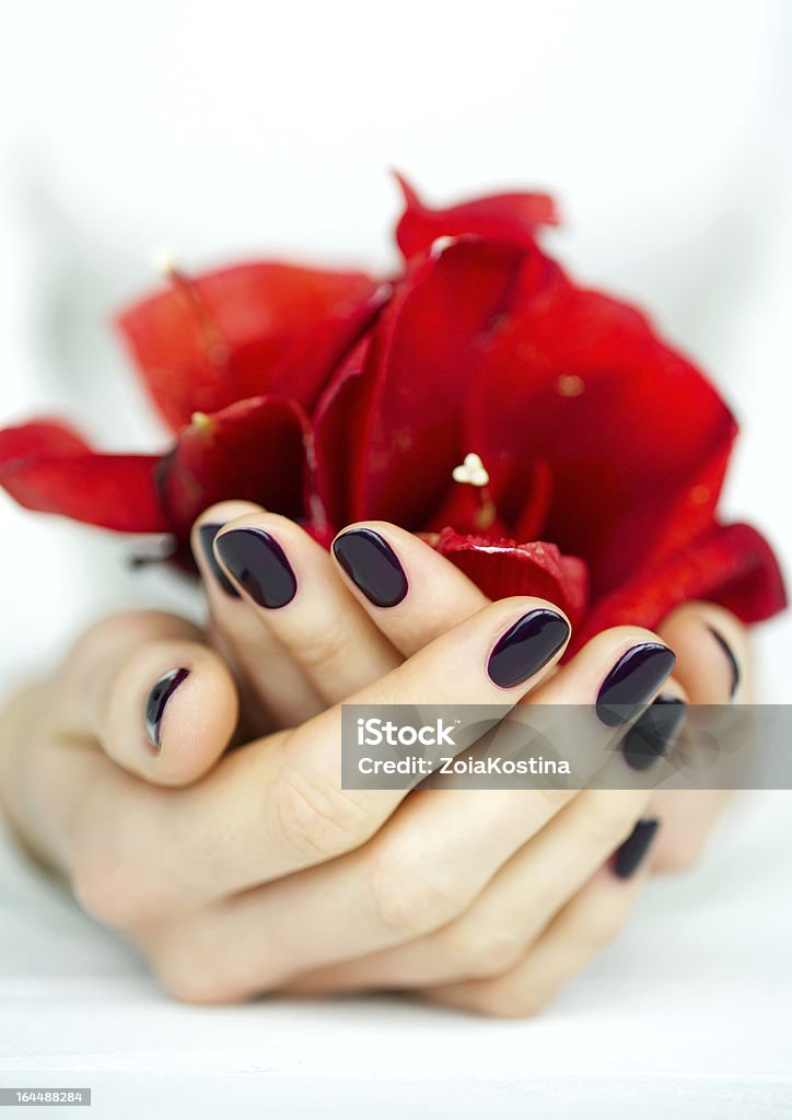 De superbes mains avec un vernis à ongles rouge foncé tenant des fleurs - Photo de Adulte libre de droits