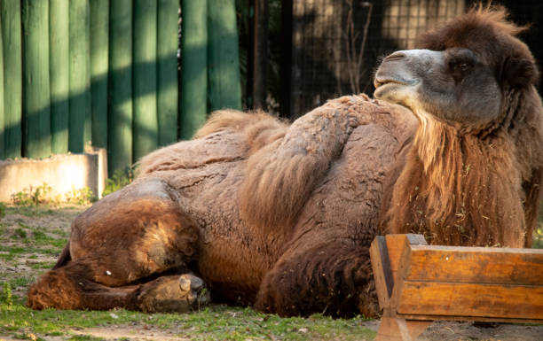 istock closeup of a dromedary camel 1644883659