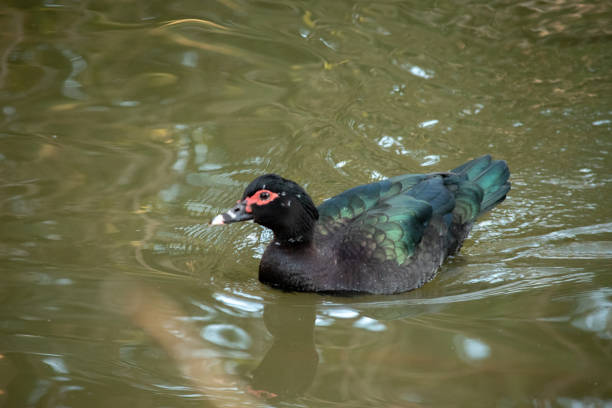 Cairina moschata domestic swimming in the lake