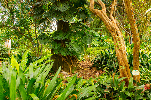 The iconic split leaves of the Monstera Deliciosa, a popular tropical plant, thrive and captivate visitors in the verdant setting of Jardin Botanico in Puerto de la Cruz, Tenerife, Canary Islands.
