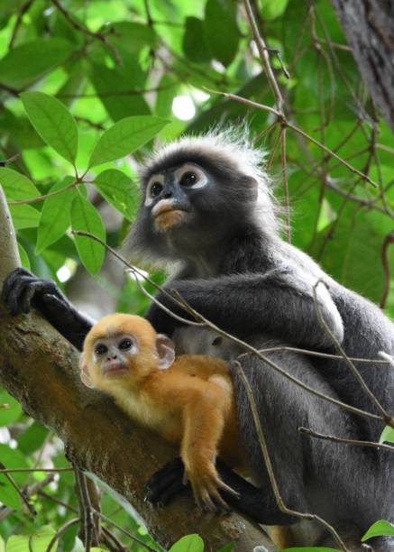 istock Baby and adult dusky-leaf monkey 1644894003