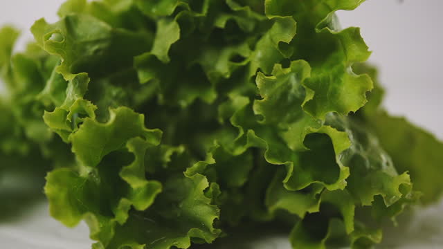 Slow motion video of fresh lettuce