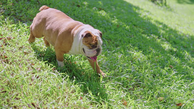 Panning shot of English bulldog walking down the hill in the public park