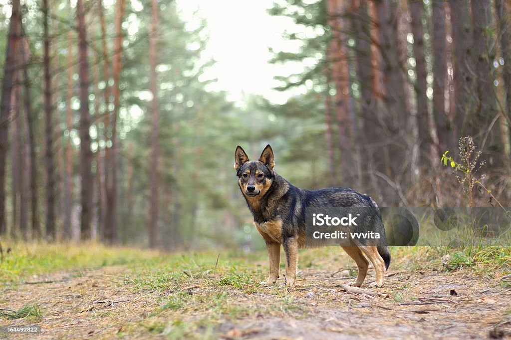 Para pasear perros en el bosque - Foto de stock de Aire libre libre de derechos