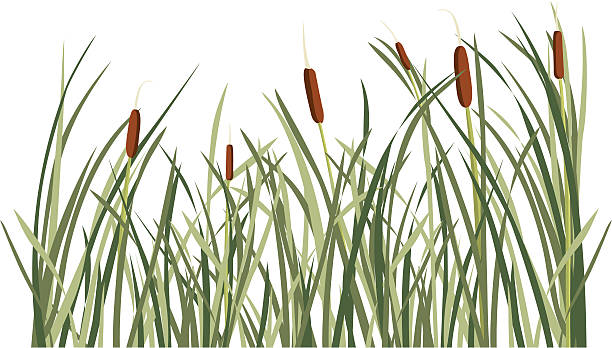 Reed and green grass background vector art illustration