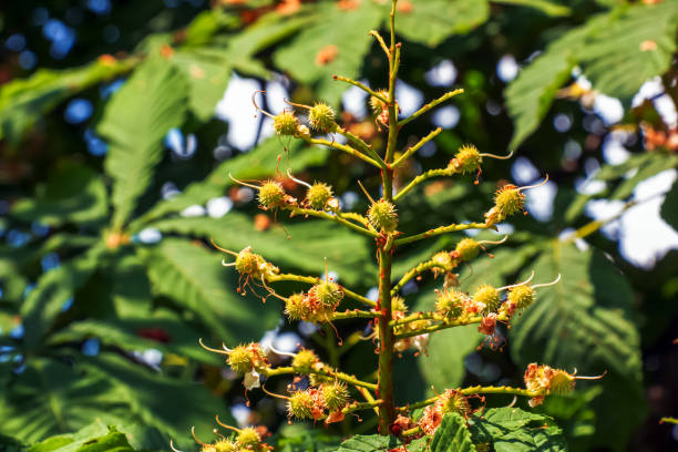 Aesculus hippocastanum horse chestnut fruit on a tree in May.