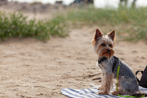 A small Yorkshire terrier is sitting on a beach towel. Cute dog during summer vacation at sea