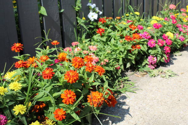 istock Zinnia sidewalk landscape with fence 1644966448