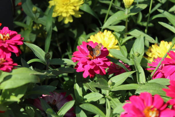 istock Zinnia garden with butterfly 1644967521