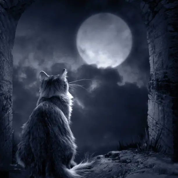 Photo of Silhouette of a cat in the moonlight