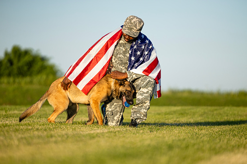 US marine soldier playing with military dog and holding USA flag.